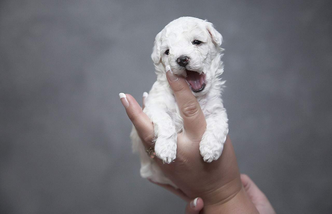 german shepherd dog bed amazon